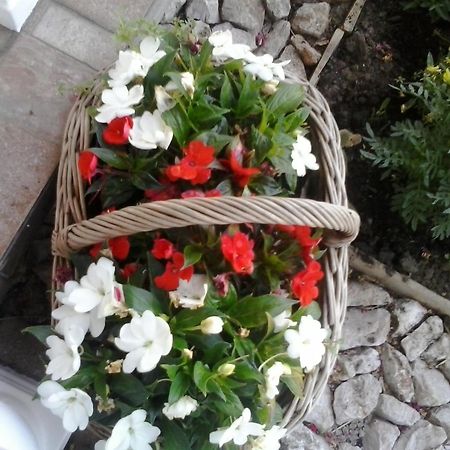 Guesthouse Tomas Čatrnja Εξωτερικό φωτογραφία
